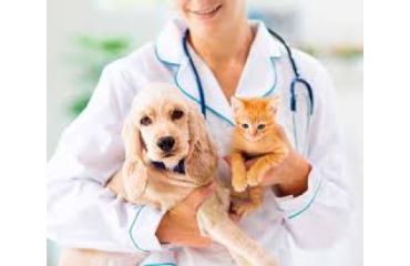 Toxicitatea preparatelor de uz veterinar la oameni – riscuri și exemple